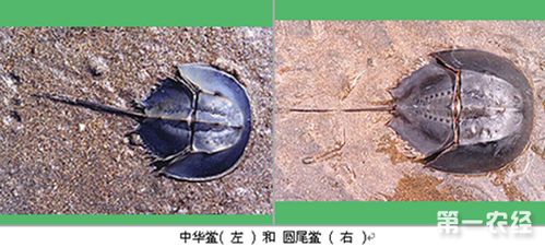 圆尾蟹和中国马蹄蟹有什么区别 马蹄蟹中国哪里