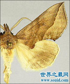 什么是吸血蛾 传说中的吸血怪物是真的吗