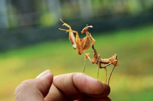 一只魔花螳螂多少钱?真正土豪养得起的宠物 一只魔花螳螂多少钱