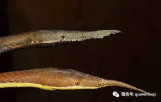 香蛇和基伍树毒还是有区别的