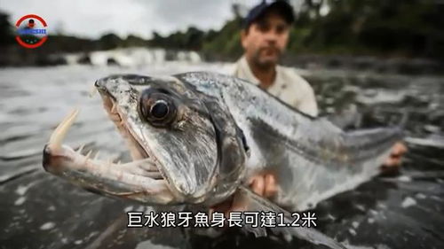为什么蜱喜欢寄生在动物上?人体最恐怖的十大寄生虫排名 树为什么会长寄生