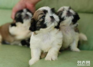 为什么西施狗叫西施?西施犬的价格一般在8000元左右