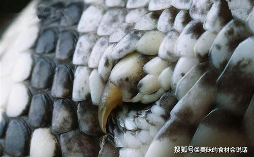 巨型吃人绿水蟒真的存在吗?