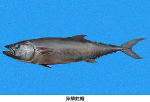吃了异鳞蛇鱼后,会对人体产生很大的影响