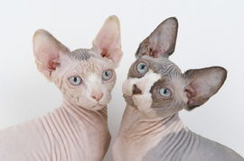 世界上最聪明的猫 世界上最聪明的猫