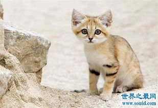 一般每窝只存活1―2只,巴基斯坦沙猫现在是濒危物种