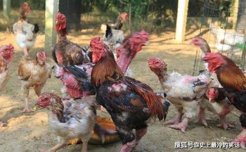 东涛鸡营养价值很高,价格也不低 东涛鸡的营养价值