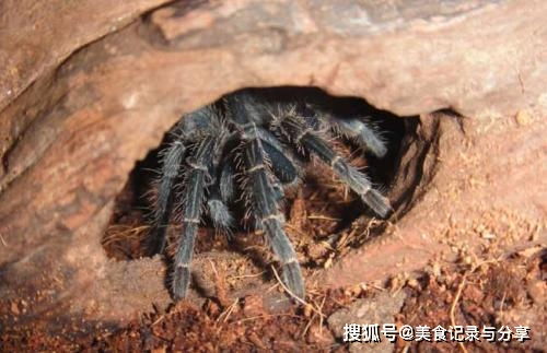 世界上最大的七只蜘蛛,你必须小心 世界上面积最大的七个国家