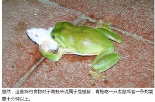为什么食蛇蛙不怕毒蛇? 为什么蛙不怕毒