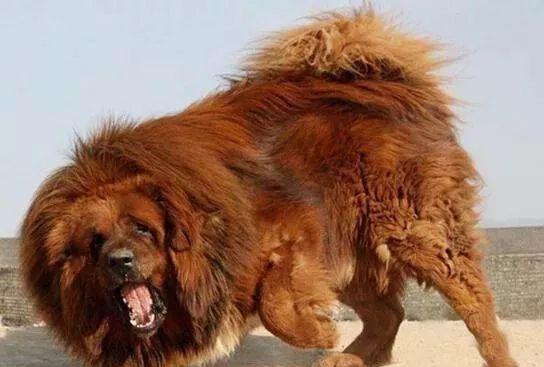 一只青狼獒和鬼獒比谁强 青狼獒和鬼獒谁厉害
