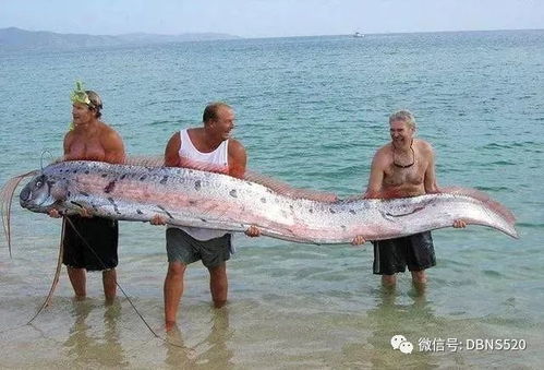 美国佛罗里达州渔民捕获的一个虎头鲨,抓这条鱼花了近半天的时间 美国佛罗里达州地图