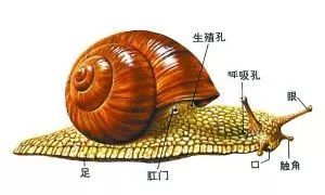 世界上最慢的十种动物,海马比它慢几倍,以后可以说你比海马慢 世界上最慢的十种动物是什么从高到低