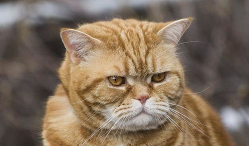 你最喜欢什么样的猫?你想养这十只最受欢迎的猫吗?来看看51区 你最喜欢什么样的老师