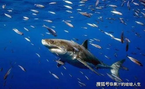 地球上大约有33100种已知的鱼被命名 地球上大约有多少种植物