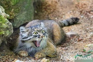 除了帕拉斯猫,世界上还有哪些凶猛的猫? 帕拉斯猫图片