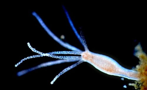 你知道世界十大最长寿的生物能活多久吗? 你知道中国十大