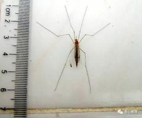 世界上最大的蚊子吃人案例 世界上最大的蚊子工厂