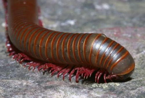 世界上所有生物学中千足虫的腿最多吗 世界上生物学专业最好的大学