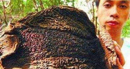 吸血毯是什么动物 关于恐怖吸血生物的传说 吸血动物是什么生肖
