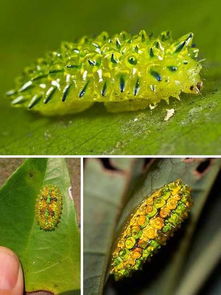 自从我看到像果冻和宝石这样的毛毛虫后,我完全颠覆了我对毛毛虫