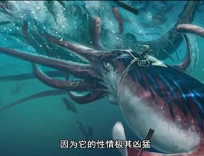 这个巨大的乌贼有它正在偷的鱼的五倍大