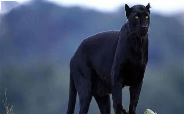 16世纪的传说包括许多恶魔狗和鬼猎犬,被称为黑魔鬼 20世纪传说