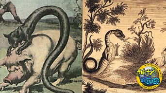 塔佐蠕虫是什么生物?真的存在吗? 塔佐蠕虫的特点是什么
