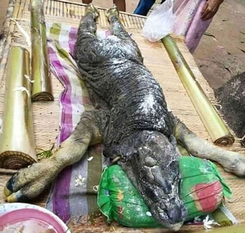 海豚头和鳄鱼身的海怪早就出现了查看详细信息