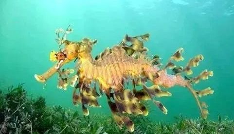 地球上的海洋占地球面积的70%以上 地球上的海洋占地球面积的百分比是多少