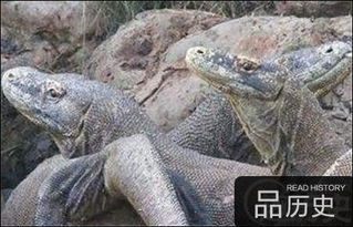 考古队亲自体验食人蜥蜴小悠,快点,李头儿在催!全队等我们两个