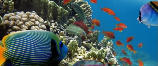 人类永远学不到的海洋动物 人类永远达不到光速