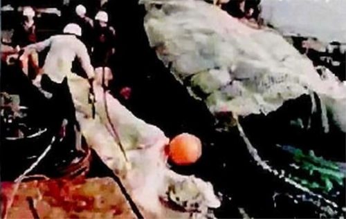 1977年日本渔船捕获怪物尸体,怪物身份有三种说法,目前大多 1977年日本渔船