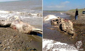 海滩上发现的9个神秘生物令人震惊 在海滩发现恐龙