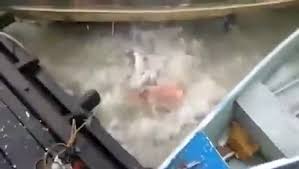 亚马逊河主导的食人鱼有天敌吗 亚马逊河食木鲶鱼