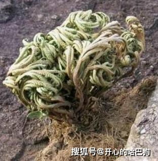白娘子拼命寻找的九死灵魂草(白娘子寻找许仙)