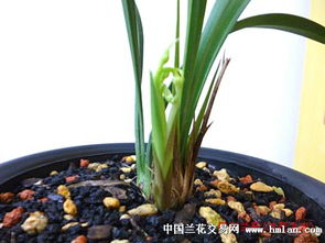 世界上最早的蚕茧 1926年,丁山西夏县西阴村新石器时代被发(世界上最小的蚕茧有多小)
