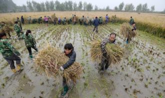 最高亩产水稻多少斤?袁隆平超级杂交水稻示范基地(水稻最高亩产多少斤2020)