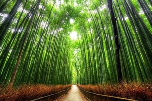 世界十大最美丽的树隧道,仿佛在仙境中,不禁叹息这一幕只是因为(世界十大最美丽的动物)