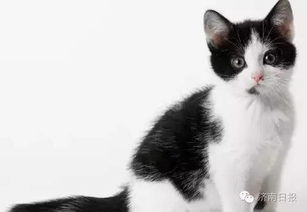 为什么没有白背黑肚的猫?(为什么有的人黑有的人白)