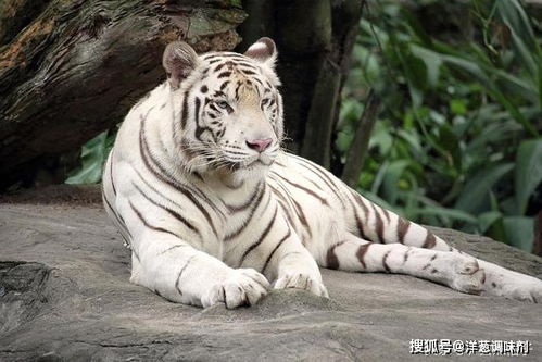 野雄孟加拉虎160(孟加拉虎图片)