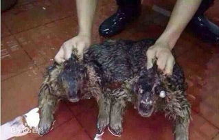 水猴的外貌:水猴身高不到1米,体重约90公斤(水猴和水猴在一起好吗)