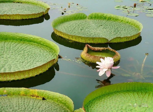 王莲是什么植物?王莲能坐多少斤?(王莲是什么植物有什么特性)