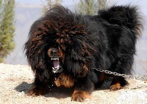 高加索山犬和藏獒哪个厉害?