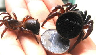 买一只金钱活门蜘蛛需要多少钱?(金钱活门蛛多少钱一只)