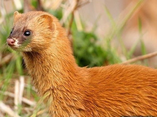 五大仙女指的是狐狸、黄鼠狼、刺猬、蛇和老鼠