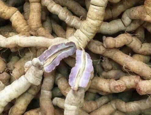 一斤巴戟多少钱?巴戟天制药关注度不强(巴戟一斤泡多少酒)