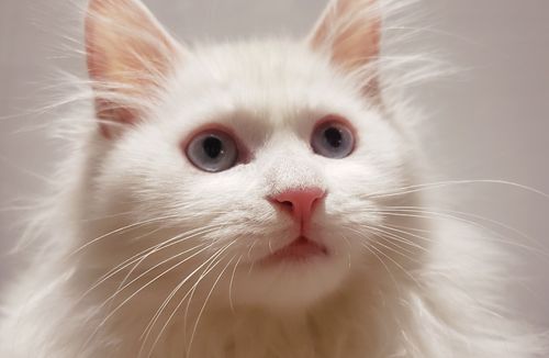 为什么蓝眼白猫是土猫吗?(为什么蓝眼白猫是聋子)
