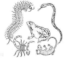 五毒是哪五种毒物?为什么蜘蛛不是五毒?