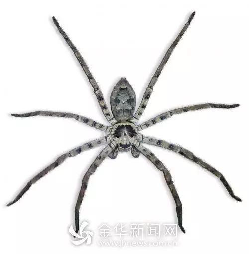 白额高脚蜘蛛真的能消灭蟑螂吗?(类似于白额高脚蛛的蜘蛛)