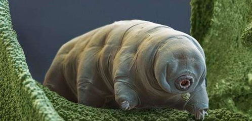 世界上有没有不会死的生物?(世界上有没有不会生气的人)